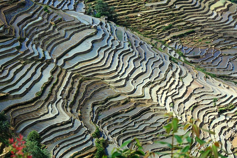 Bada Rice Terraces of Yuanyang in December Bada Rice Terraces of Yuanyang in December