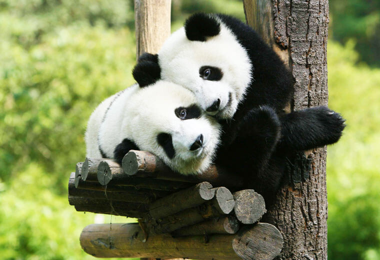 Chengdu Panda Chengdu Panda