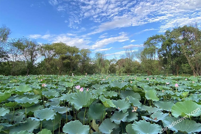 Curved Yard and Lotus Pool in Summer China in June