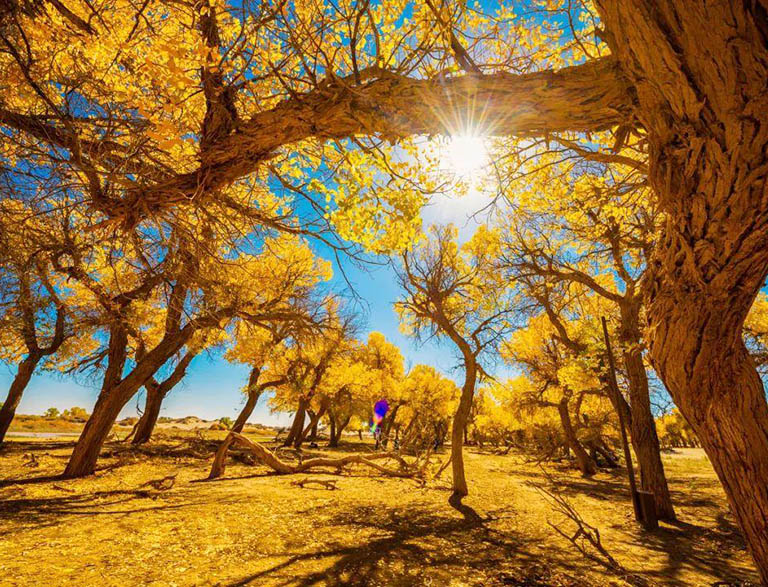 Ejina Poplar Forest China in October