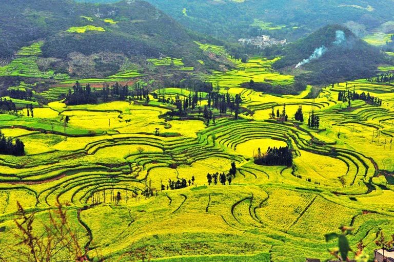 Niujie Luosi Field in February Luoping Yunnan Tour