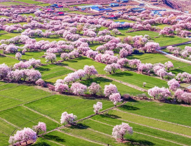 Nyingchi Peach Blossoms China in March