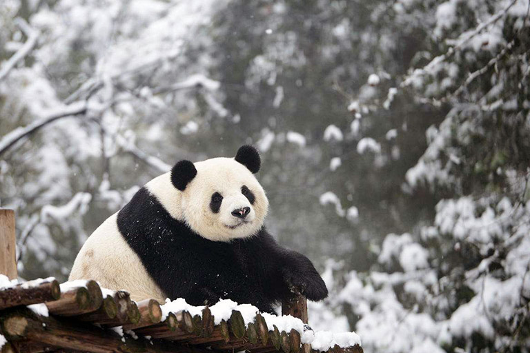 Adorable Panda in December Adorable Panda in December