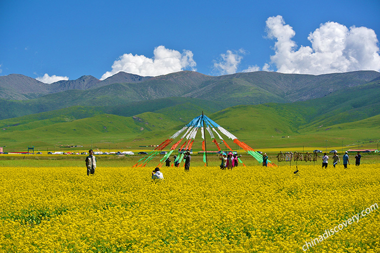 Rape Flower Sea Qinghai Lake