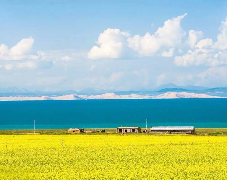 Qinghai Lake Surrounded by Golden Flower Rings in Summer China in July