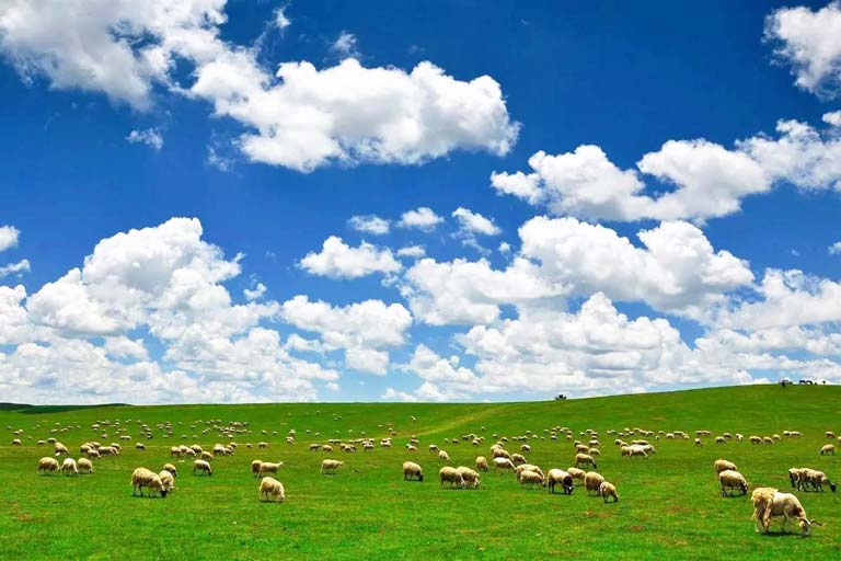 Zoige Grassland in Summer China in June