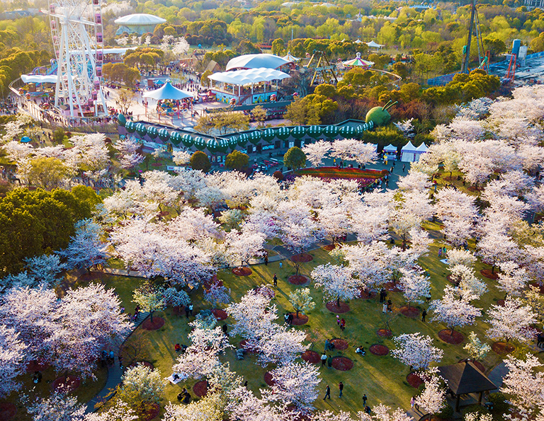 Lovely Spring Cherry Blossom in Shanghai How to Plan a Trip to Shanghai