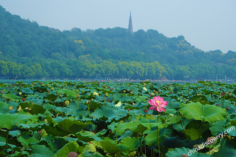 Lotus Blossom of West Lake in Summer West Lake