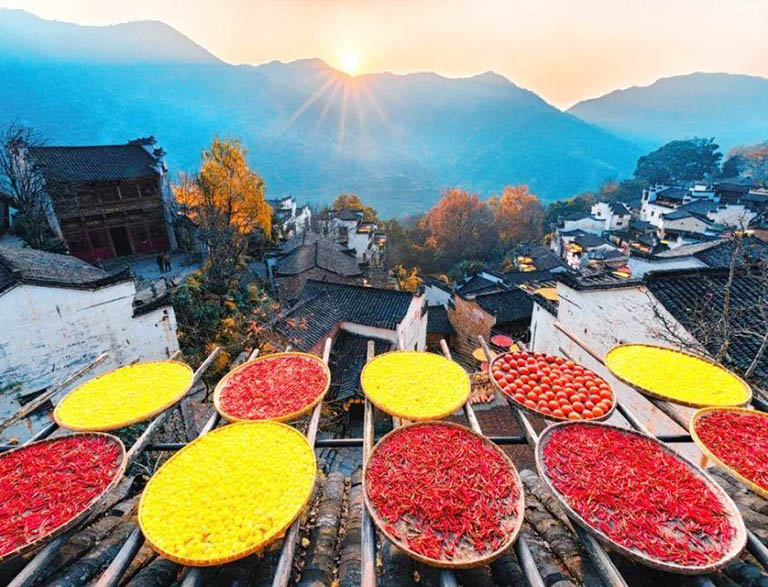 Dry Harvested Crops in Autumn Sunshine China in October