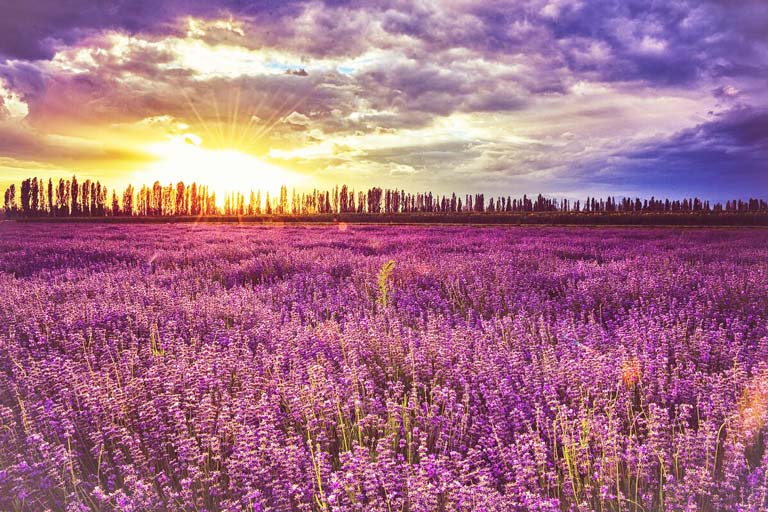 Lavender Sea in Summer China in June