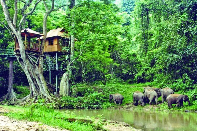 Banna Wild Elephant Valley in January Xishuangbanna in January