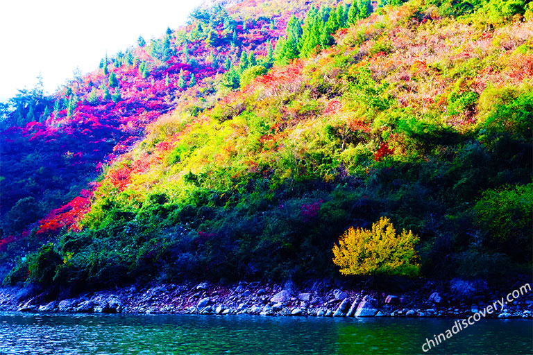 Red Leaves along the Three Gorges Three Gorges of Yangtze River