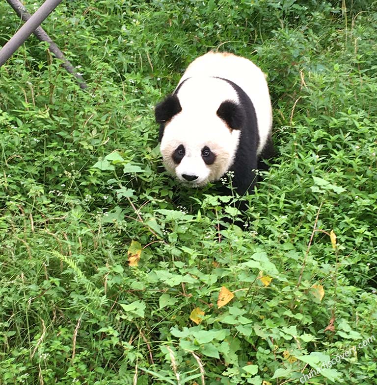 Giant Panda Breeding Research Base in Chengdu How to Plan a China Yangtze Tour
